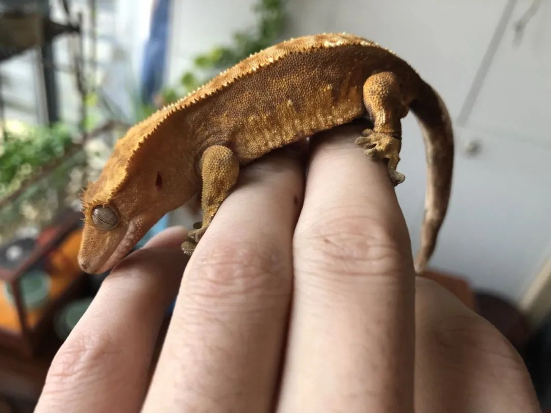 !宠物产业3000亿元市场大爆发行业上市公司“涨”声一片pg电子中文模拟器能给主人“打电话”的宠物智能手机也来了(图6) !宠物产业3000亿元市场大爆发行业上市公司“涨”声一片pg电子中文模拟器能给主人“打电话”的宠物智能手机也来了(图6)