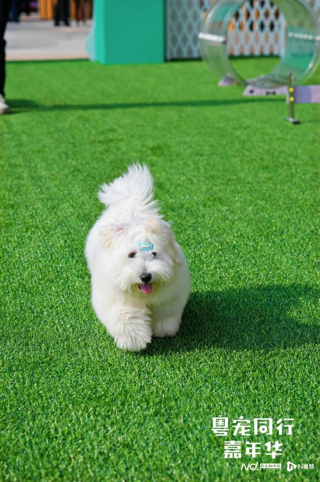 宠同行”广东宠物友好空间测评项目启动pg电子试玩平台破译“它经济” “粤(图8)