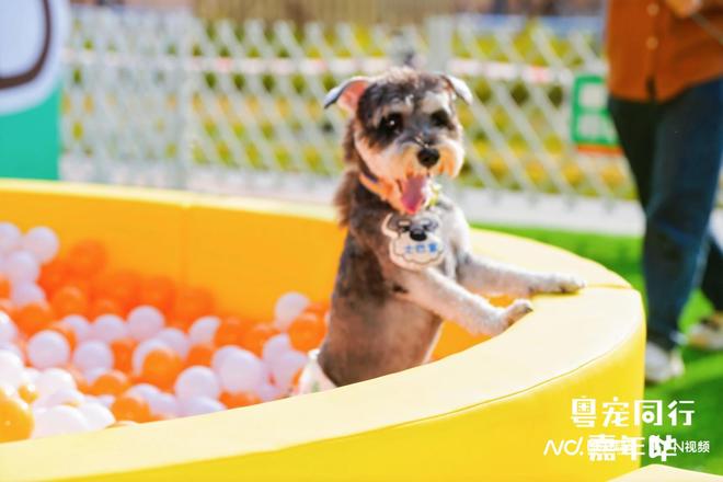 宠同行”广东宠物友好空间测评项目启动pg电子试玩平台破译“它经济” “粤(图9)