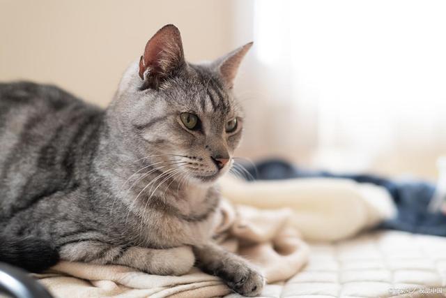 八宝粥吗？是甜蜜陷阱还是营养补给？pg电子模拟器免费试玩x猫咪可以吃(图4)