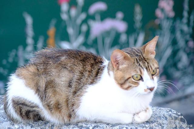 八宝粥吗？是甜蜜陷阱还是营养补给？pg电子模拟器免费试玩x猫咪可以吃(图3)